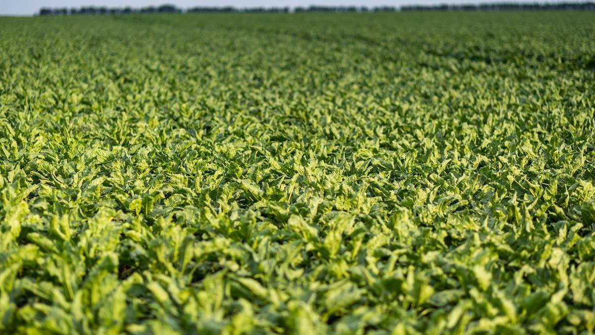 Schädlingsbefall frühzeitig entdecken