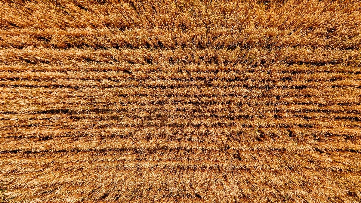 Trockenstress in Kulturen erkennen