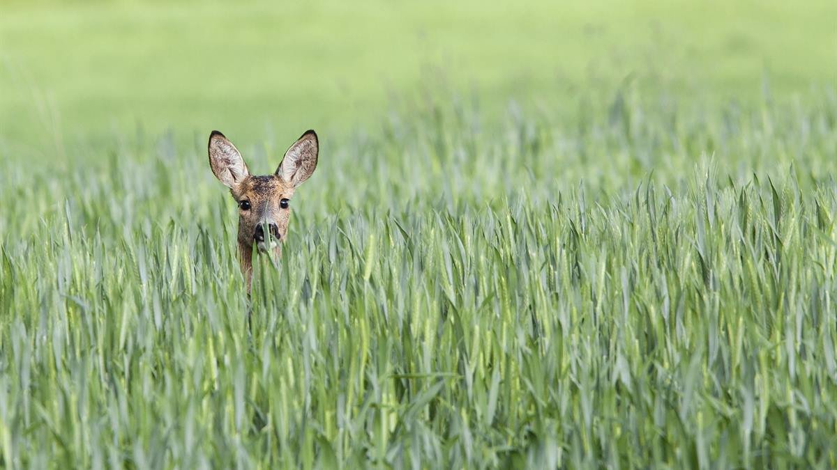 Wildtiere vor der Mahd mit einer Wärmebilddrohne aufspüren