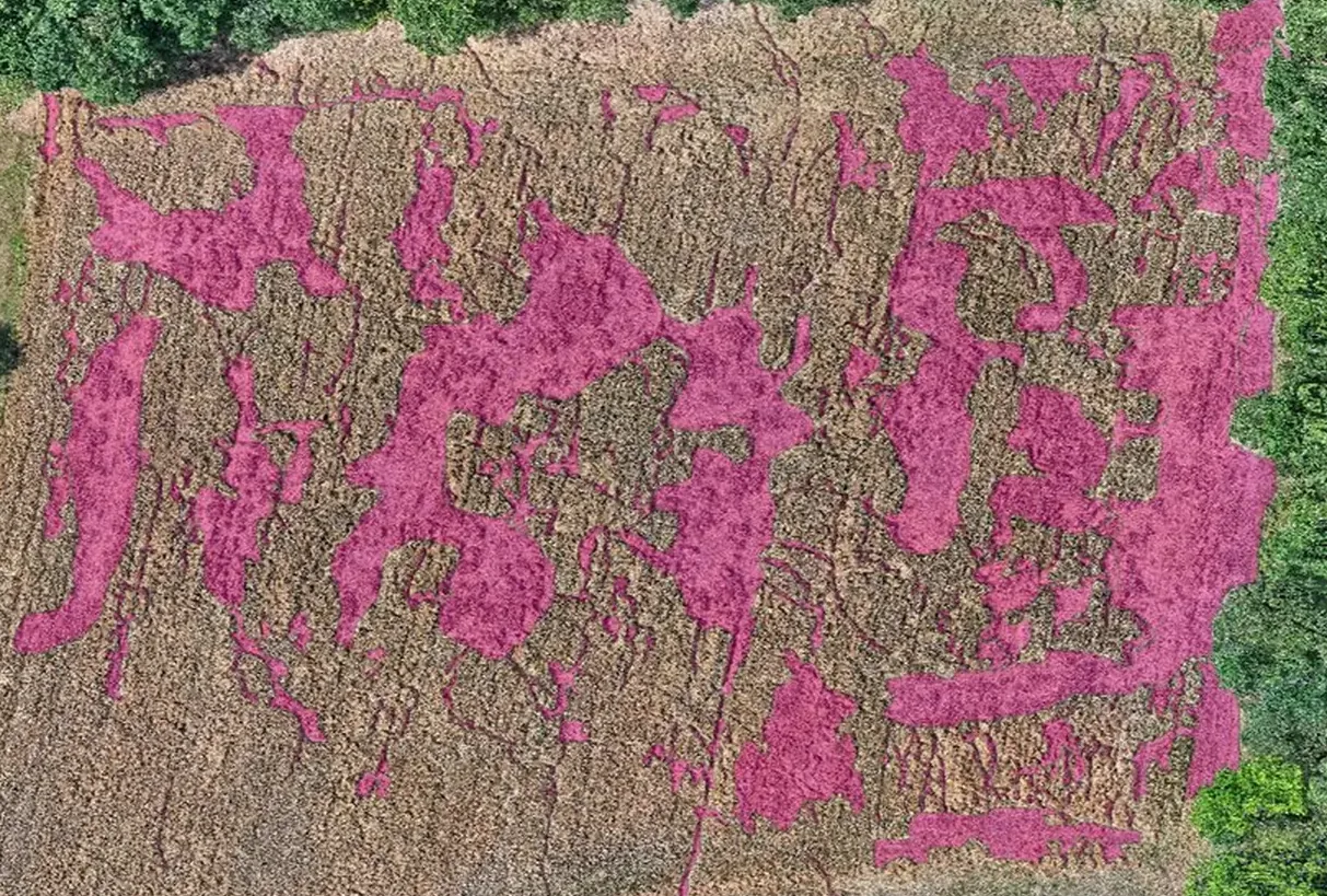 Dasselbe Orthofoto mit den rosa eingezeichneten Schadensbereichen