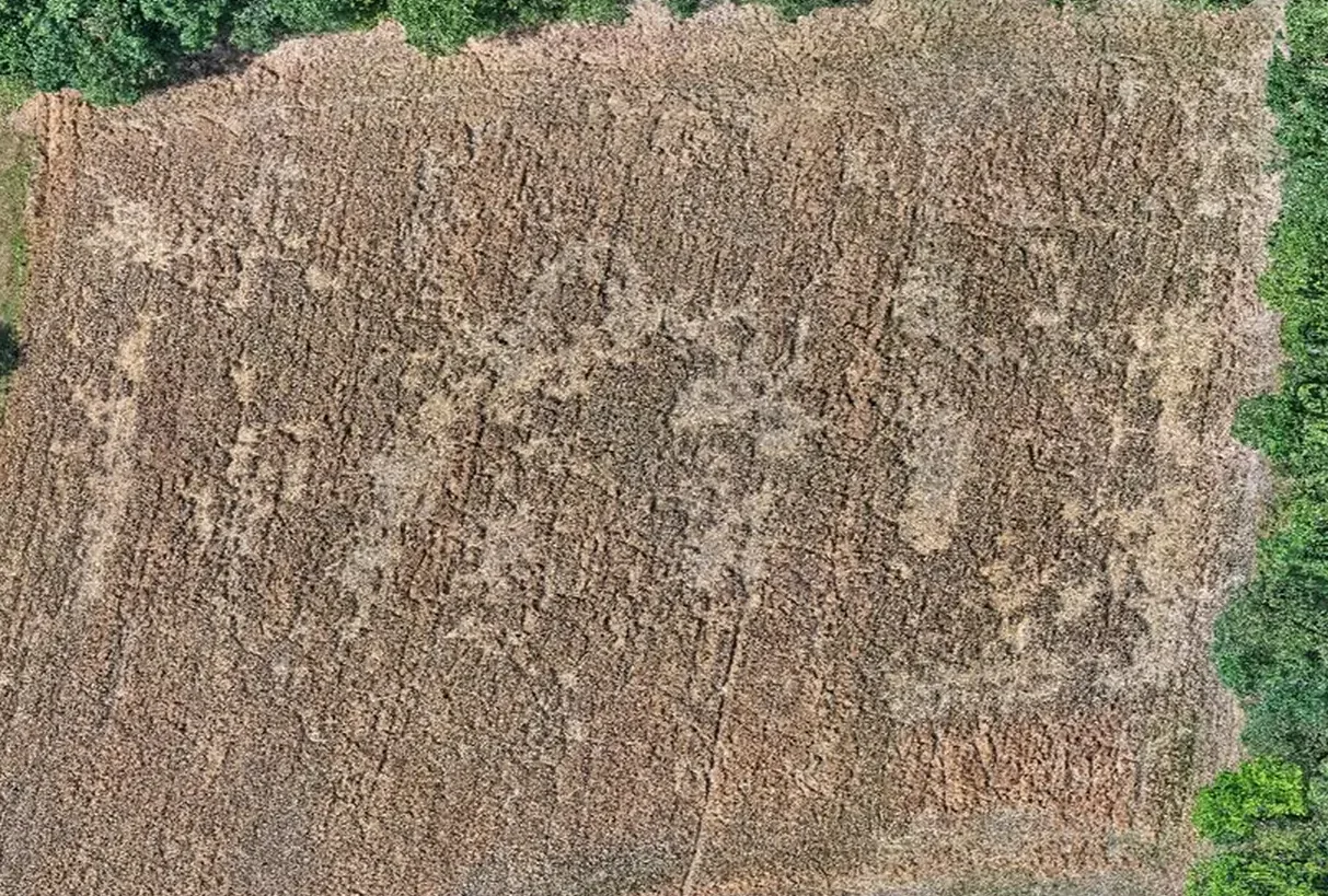 Orthofoto eines landwirtschaftlich genutzten Feldes aus der Drohne, kurz vor der Ernte